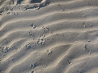 2016-05-09 07h00m20 - Vogelpootjes in het zand - Gerda van der Meer